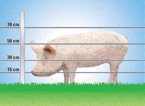 Pig Electric Fencing